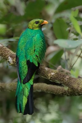 Golden-headed Quetzal - Goudkopquetzal - Quetzal doré (m)