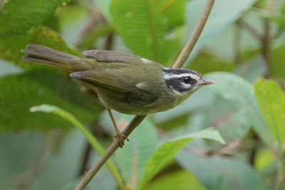 Three-striped Warbler - Driestreepzanger - Paruline triligne