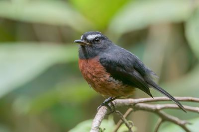 Slaty-backed Chat-Tyrant - Grijsrugtapuittiran - Pitajo noir
