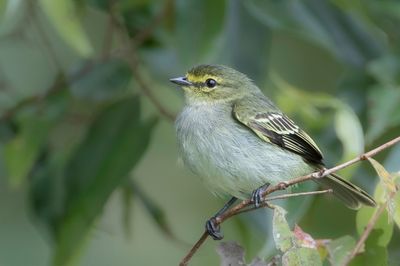 Golden-faced Tyrannulet - Goudwangvliegenpikker - Tyranneau à face d'or