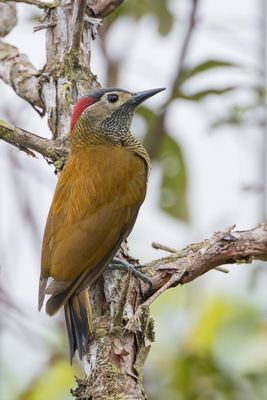 Golden-olive Woodpecker - Olijfrugspecht - Pic or-olive (f)