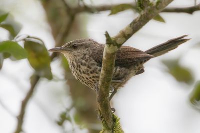 Thrush-like Wren - Lijsterwinterkoning - Troglodyte grivelé