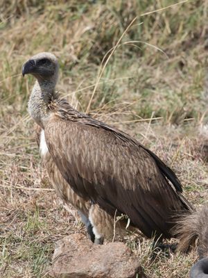 White-backed Vulture - Witruggier - Vautour africain