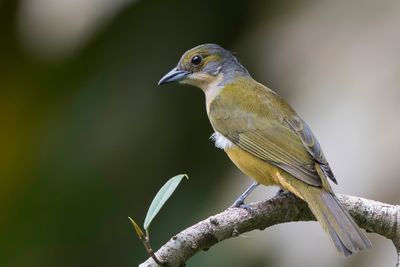 Fulvous-crested Tanager - Goudkuiftangare - Tangara à crête fauve (f)