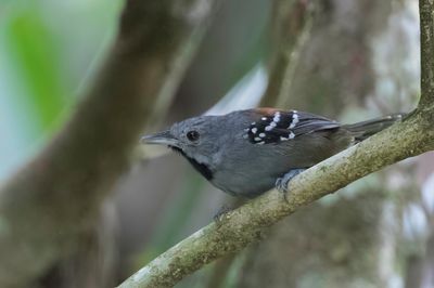 Ornate Stipplethroat - Zwartkeelmiersluiper - Epinecrophylla ornata (m)