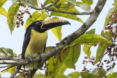 Lettered Aracari - Letterarassari - Araçari de Humboldt