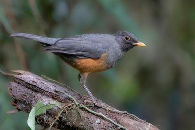 Chestnut-bellied Thrush - Bruinbuiklijster - Merle à ventre fauve