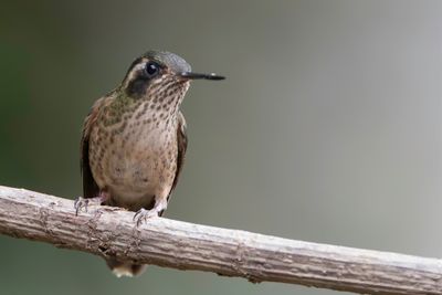 Speckled Hummingbird - Zwartoorkolibrie - Colibri moucheté