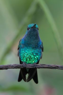 Shining-green Hummingbird - Goudots Kolibrie - Colibri de Goudot