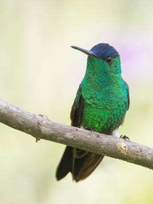 Indigo-capped Hummingbird - Blauwkapamazilia - Ariane à front bleu
