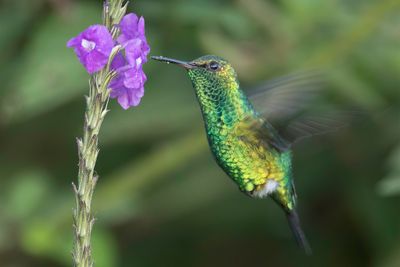 Red-billed Emerald - Roodsnavelsmaragdkolibrie - Émeraude de Gibson