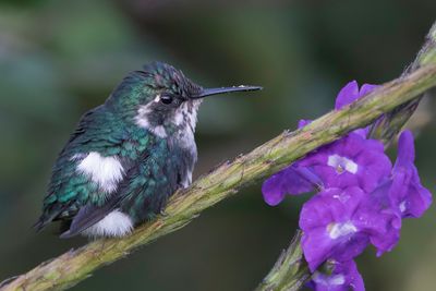 Gorgeted Woodstar - Zonneboself - Colibri héliodore (m)