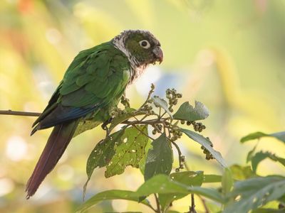 Maroon-tailed Parakeet - Zwartstaartparkiet - Conure de Souancé