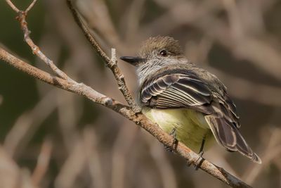 Pale-edged Flycatcher - Taczanowski's Tiran - Tyran givré