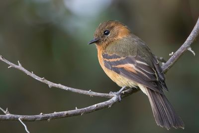 Cinnamon Flycatcher - Kaneeltiran - Moucherolle cannelle