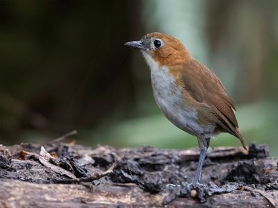 White-bellied Antpitta - Roodrugmierpitta - Grallaire à ventre blanc