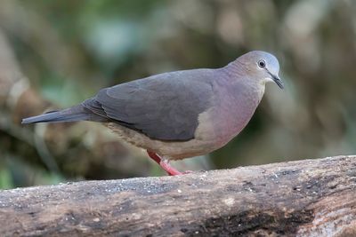 Tolima Dove - Tolimaduif - Colombe de Conover