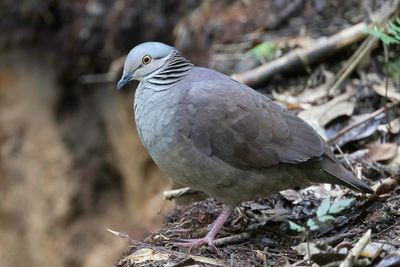 White-throated Quail-Dove - Teugelkwartelduif - Colombe  gorge blanche