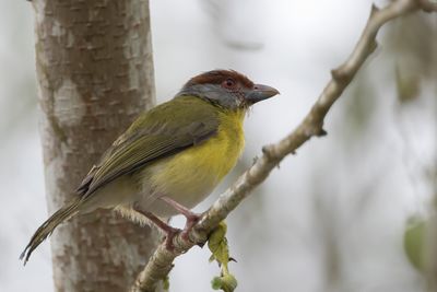Rufous-browed Peppershrike - Roodbrauwpeperklauwier - Sourciroux mélodieux