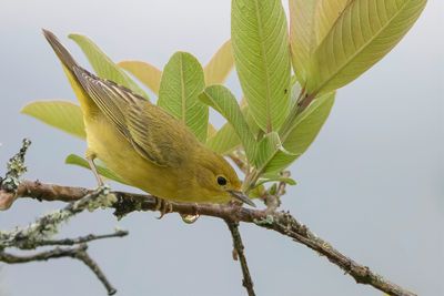 American Yellow Warbler - Gele Zanger - Paruline jaune