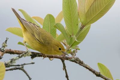 American Yellow Warbler - Gele Zanger - Paruline jaune