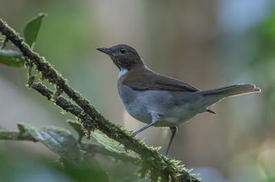 White-necked Thrush - Witneklijster - Merle à col blanc
