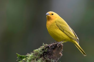 Saffron Finch - Gewone Saffraangors - Sicale bouton-d'or (m)