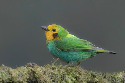 Multicolored Tanager - Veelkleurige Tangare - Calliste multicolore (f)