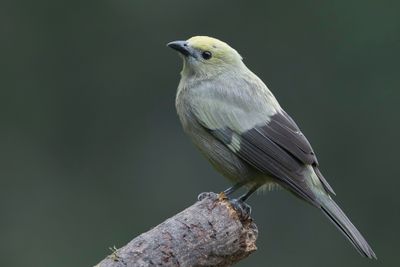 Palm Tanager - Palmtangare - Tangara des palmiers