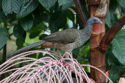 Colombian Chachalaca - Colombiaanse Chachalaca - Ortalide de Colombie