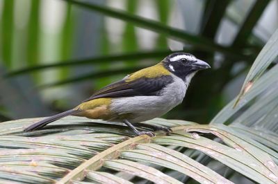 Black-winged Saltator - Zwartvleugelsaltator - Saltator à ailes noires