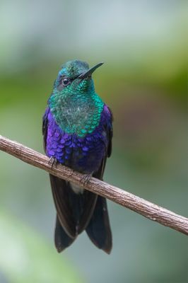 Crowned Woodnymph - Kroonbosnimf - Dryade couronnée (m)