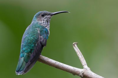 White-necked Jacobin - Witnekkolibrie - Colibri jacobin (f)