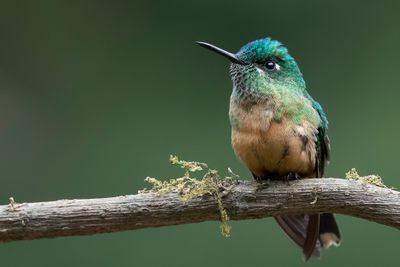 Long-tailed Sylph - Langstaartnimf - Sylphe à queue d'azur (f)