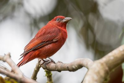 Hepatic Tanager - Noordelijke Levertangare - Piranga à joues grises (m)