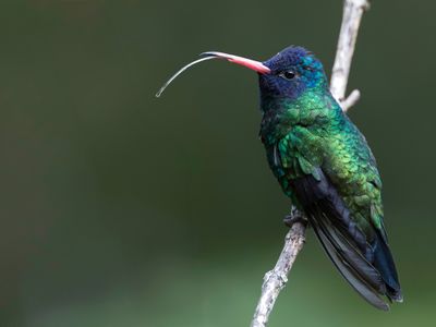 Blue-headed Sapphire - Blauwkopsaffierkolibrie - Saphir ulysse (m)