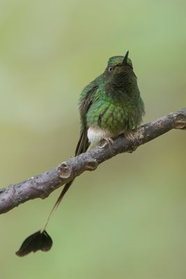 White-booted Racket-tail - Vlagstaartwitpluimbroekje - Haut-de-chausses à palettes (m)