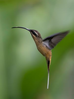 Tawny-bellied Hermit - Taankleurige Heremietkolibrie - Ermite à ventre fauve