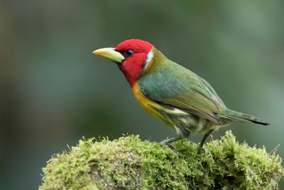 Red-headed Barbet - Roodkopbaardvogel - Cabézon à tête rouge (m)