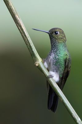 Greenish Puffleg - Aureliapluimbroekje - Érione d'Aurélie