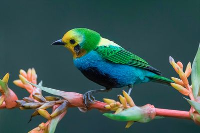 Multicolored Tanager - Veelkleurige Tangare - Calliste multicolore (m)