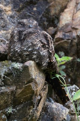 Lyre-tailed Nightjar - Lierstaartnachtzwaluw - Engoulevent lyre (f)