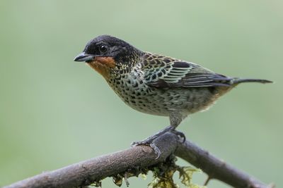 Rufous-throated Tanager - Roestkeeltangare - Calliste à gorge rousse