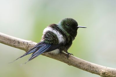 Green Thorntail - Groene Draadkolibrie - Coquette à queue fine (m)