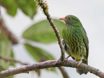 Orange-breasted Fruiteater - Oranjebuikcotinga - Cotinga jucunda (f)