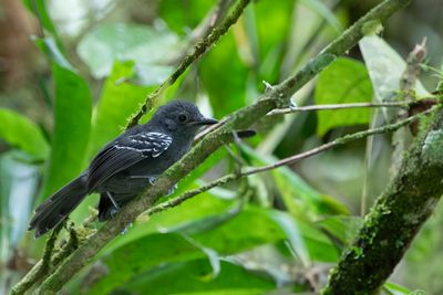 Parker's Antbird - Parkers Miervogel - Grisin de Graves (m)