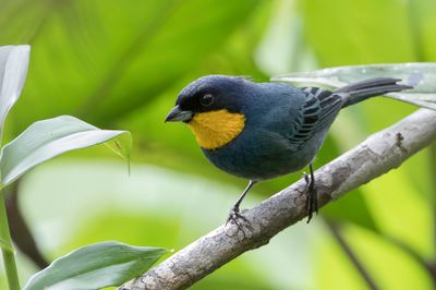 Purplish-mantled Tanager - Pupermanteltangare - Tangara à cape bleue