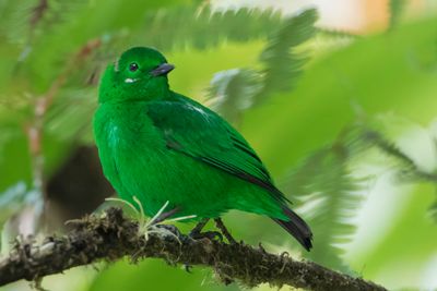 Glistening-green Tanager - Zilver-groene Tangare - Calliste étincelant