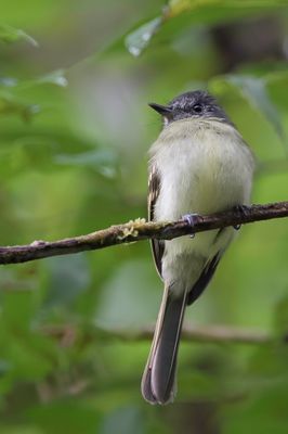 Slaty-capped Flycatcher - Grijskruinleptopogon - Pipromorphe à tête grise