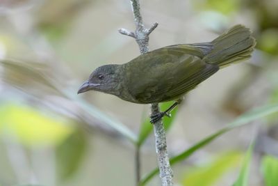 Ochre-breasted Tanager - Okerborsttangare - Tangara de Stolzmann